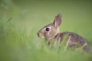Bunny rabbit