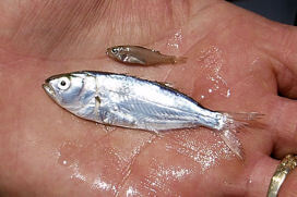 Young menhaden in the palm of someone's hand