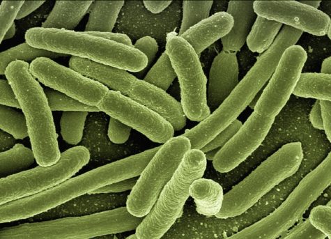 Bacteria (generic)
