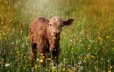 Calf standing in a field
