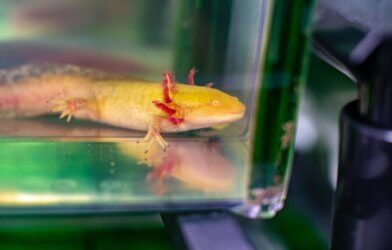 The axolotl salamander