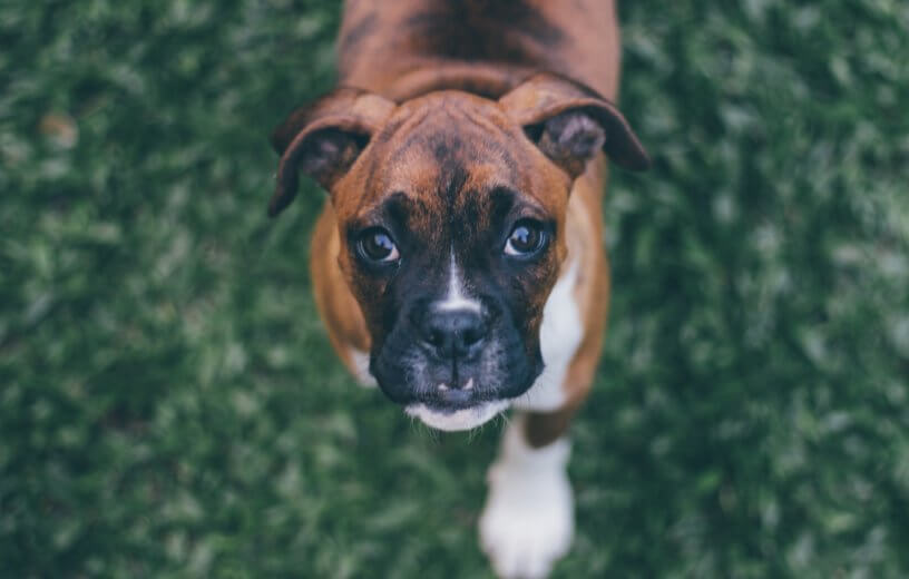 Boxer dog looking at camera
