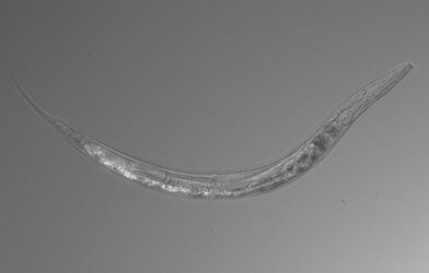 New species of worm found in Mono Lake