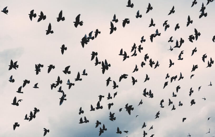 Crows flying in sky