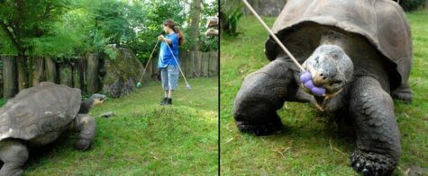 Giant tortoise study