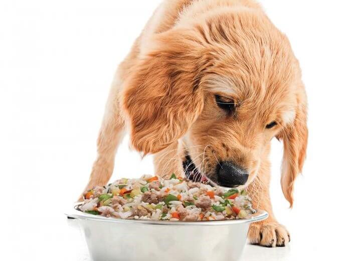 Dog eating human-grade food