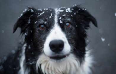 Dog with snow on its head