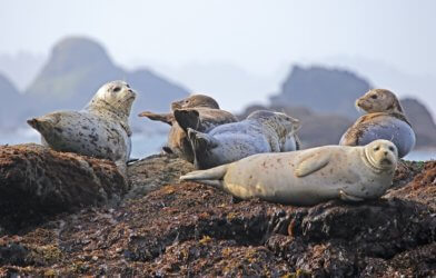 Grey seals ashore