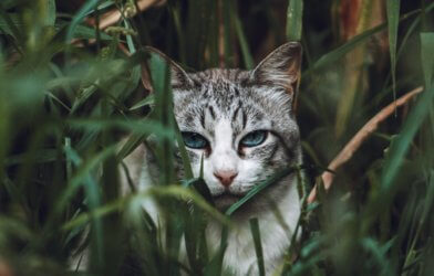 Gray tabby cat hiding in grass