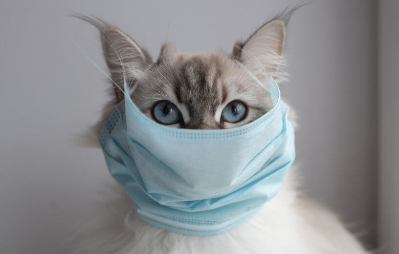 Coronavirus and cats: cat with mask on