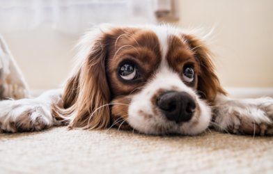 Sad, adorable dog: Cocker spaniel showing puppy dog eyes