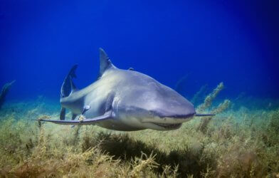 Lemon shark photographed near Bahamas