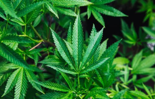 Marijuana / cannabis leaf