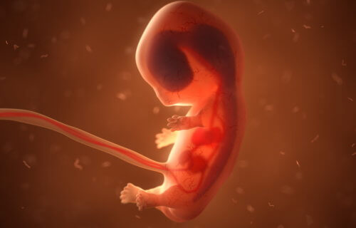 Human fetus, baby in womb