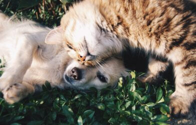 Cat and dog hugging