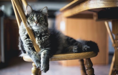 More cats may be COVID-positive than thought, scientists suggest 