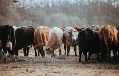 Herd of cows, livestock