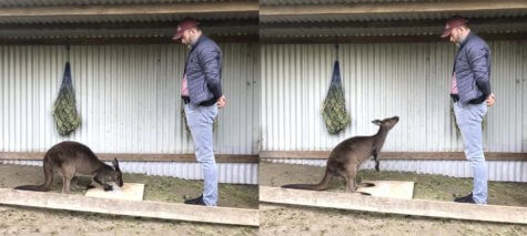 kangaroo communication