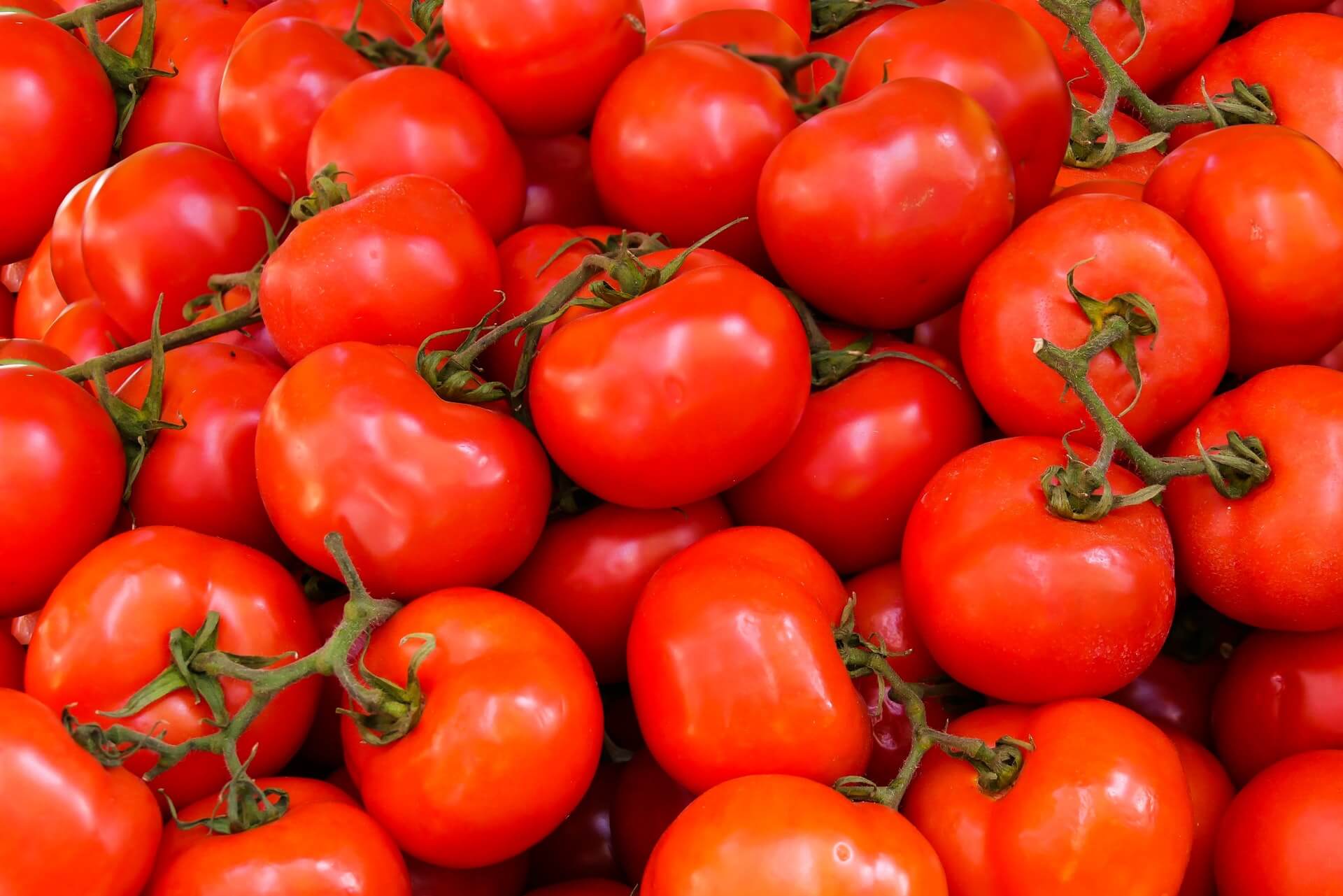 Gene-edited super tomato may provide the vitamin punch to fight Alzheimer's, Parkinson's, and cancer