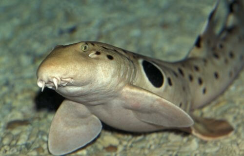 Epaulette shark