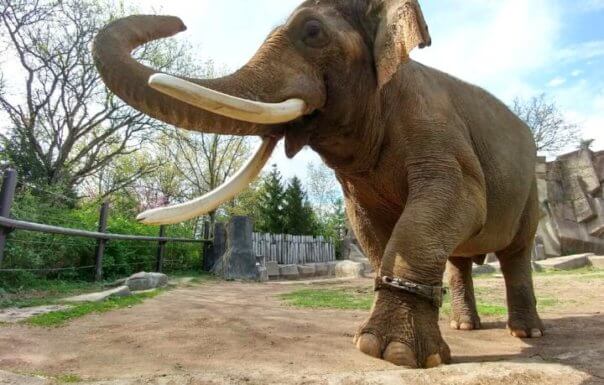 elephant-604x385.jpg