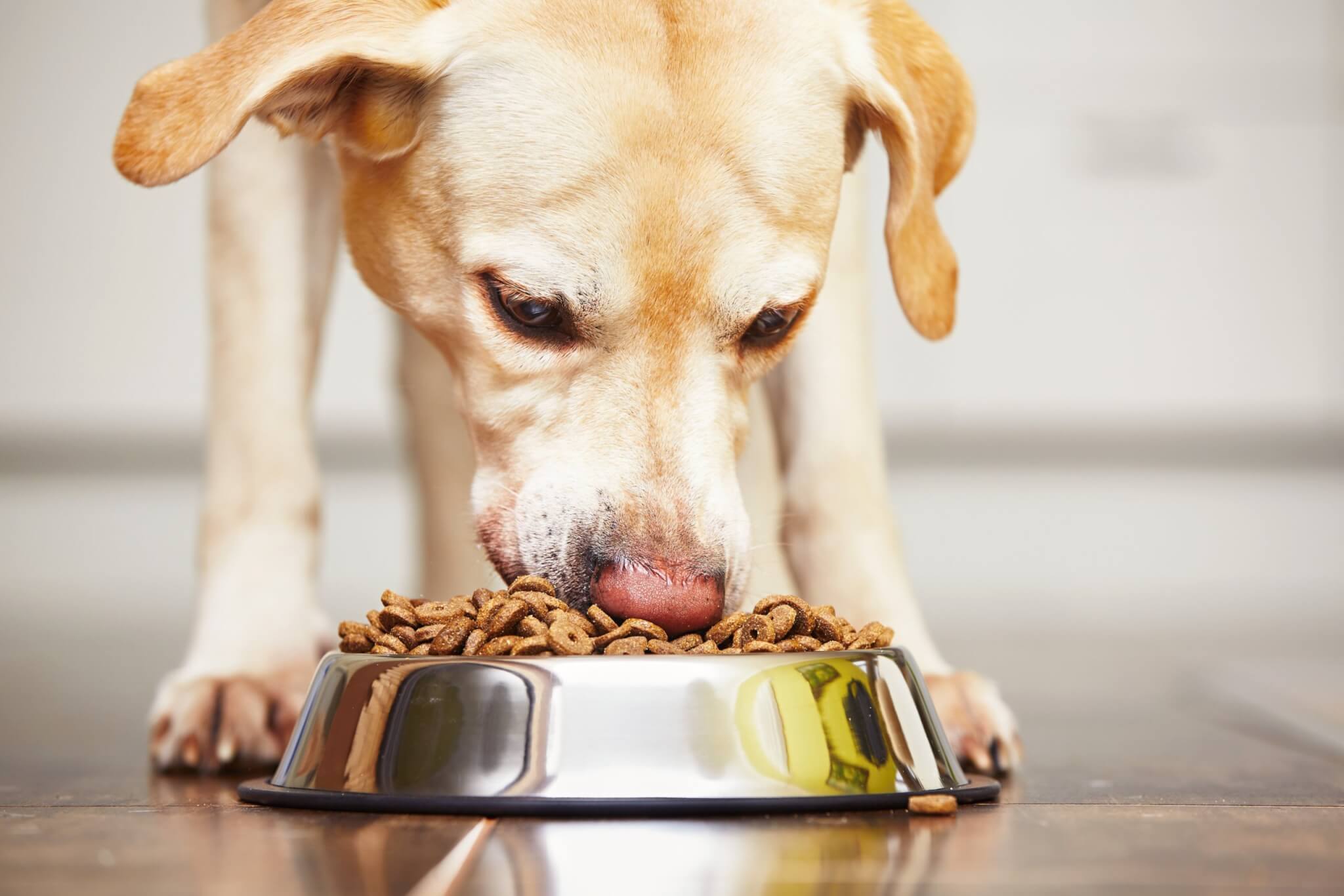 Need to scoop much less poop? Feed your pup human-grade pet food
