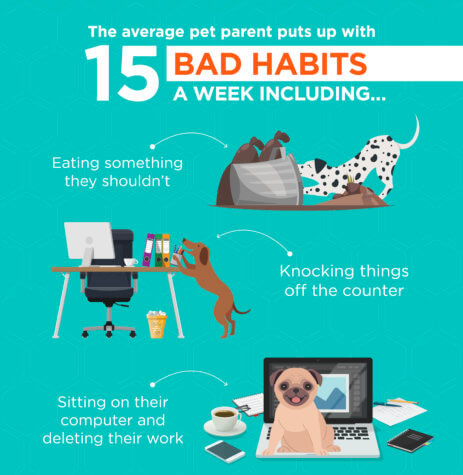 Pets Bad Habits
