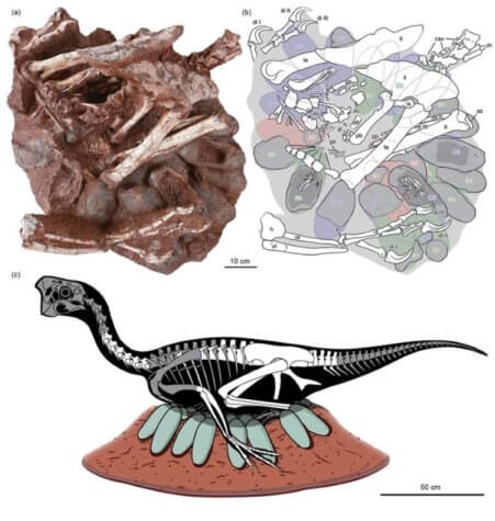 Dinosaur_diagram