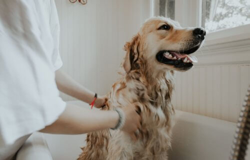 washing pet dog
