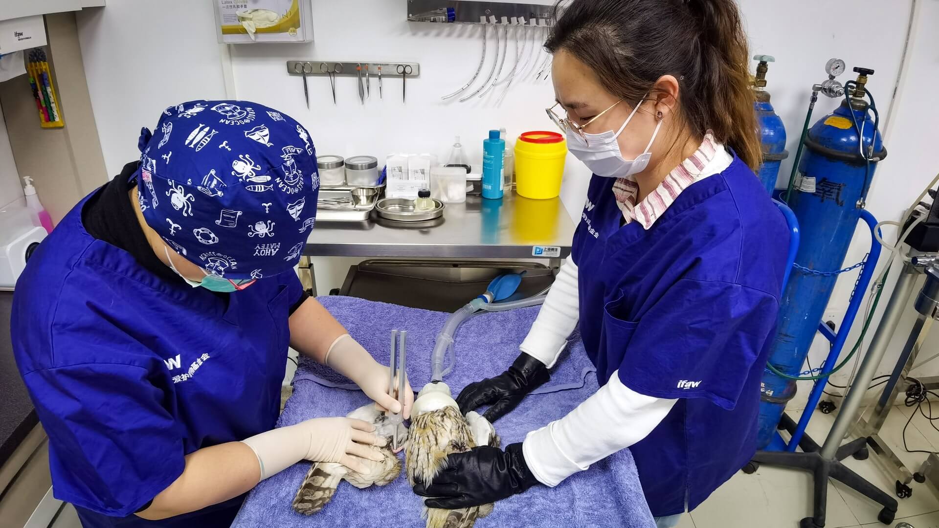 Some feminine veterinarians earn $100,000 lower than their male counterparts, examine says
