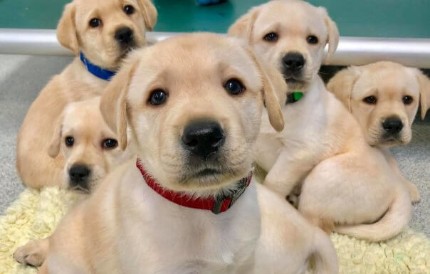 Study Says, Puppies are Born with ‘Human-like’ Social Skills, Wired to Communicate with People