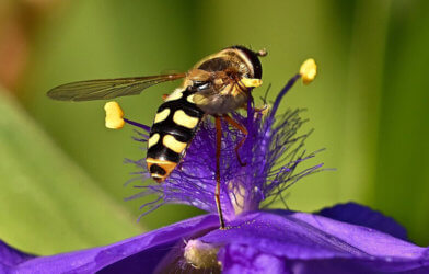 syrphid fly bee impersonator