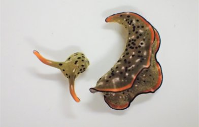 New sea slug species