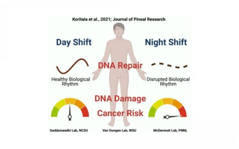 Night shift / cancer study