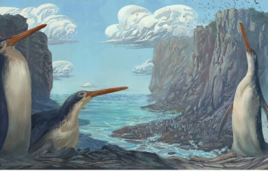 Kawhia giant penguin