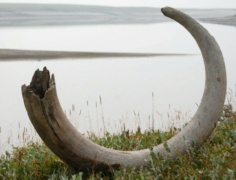 Woolly mammoth tusk