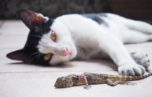 Cat with lizard