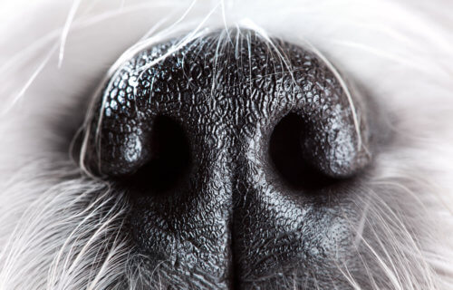 Dog's nose close up