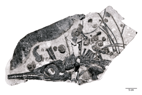 ichthyosaur fossil 