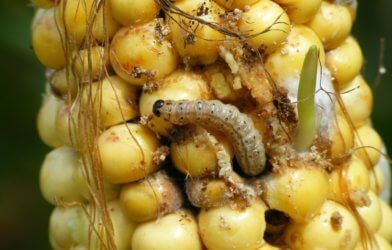 Caterpillar of The European corn borer or borer moth