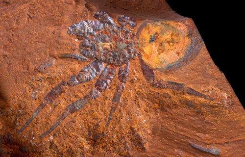 Spider fossil