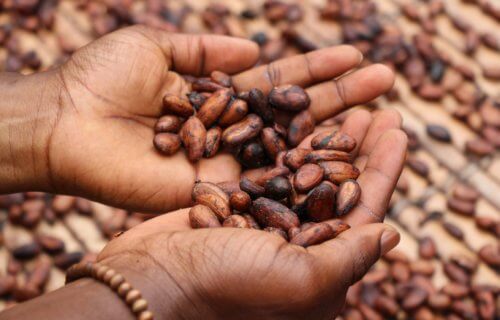 Study Says, Cocoa Extract Could Cut Risk of Death from Heart Disease