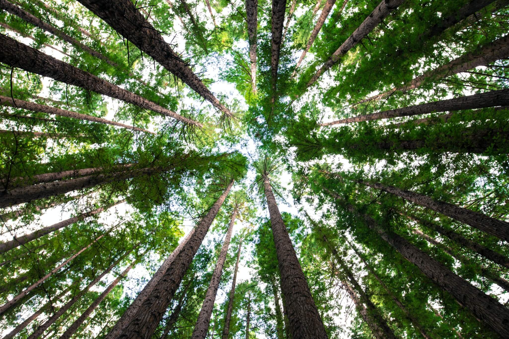 La Tierra podría albergar 9.000 especies de árboles más de lo que se pensaba