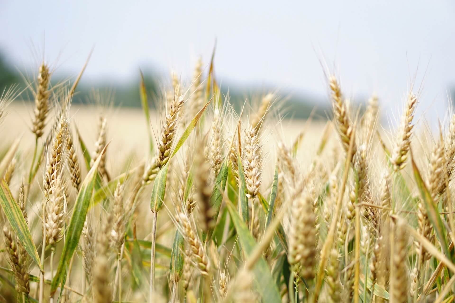 Climate inflation? Global warming could lead to spikes in wheat prices - Study Finds